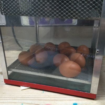 The Chickens!